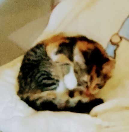 Simba und glücky suchen ein neues Zuhause