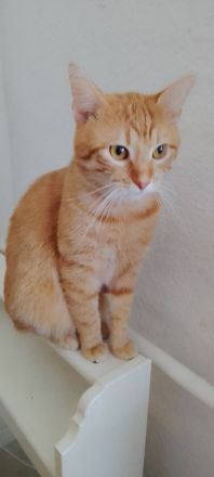 Simba und glücky suchen ein neues Zuhause