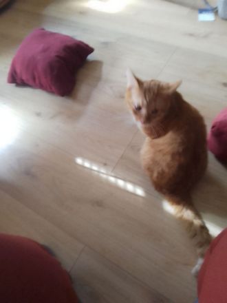 Simba und glücky suchen ein neues Zuhause