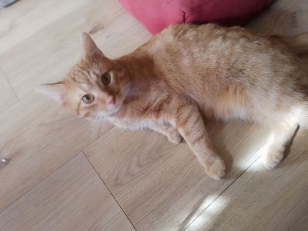 Simba und glücky suchen ein neues Zuhause