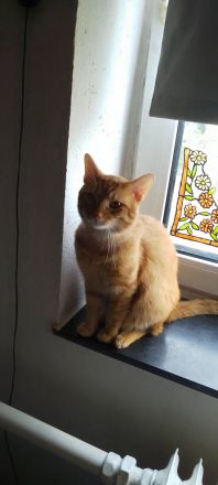 Simba und glücky suchen ein neues Zuhause