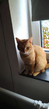 Simba und glücky suchen ein neues Zuhause