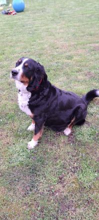 Unsere Fellnasen suchen ein Zuhause