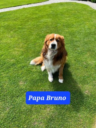 Unsere Fellnasen suchen ein Zuhause