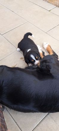 Unsere Fellnasen suchen ein Zuhause