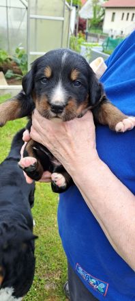 Unsere Fellnasen suchen ein Zuhause