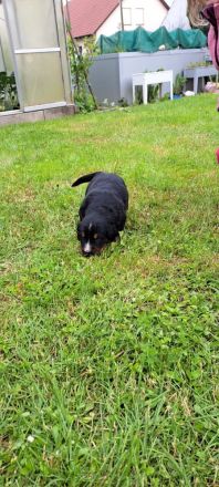 Unsere Fellnasen suchen ein Zuhause