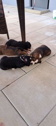 Unsere Fellnasen suchen ein Zuhause