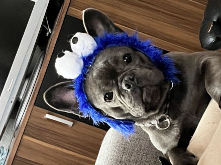 Französische Bulldogge sucht neues zu Hause