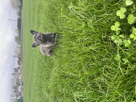 Französische Bulldogge sucht neues zu Hause