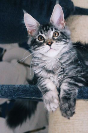 Mainehunters B'Chunky