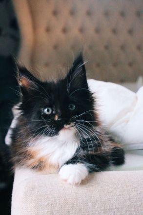 MaineHunter’s Constanze