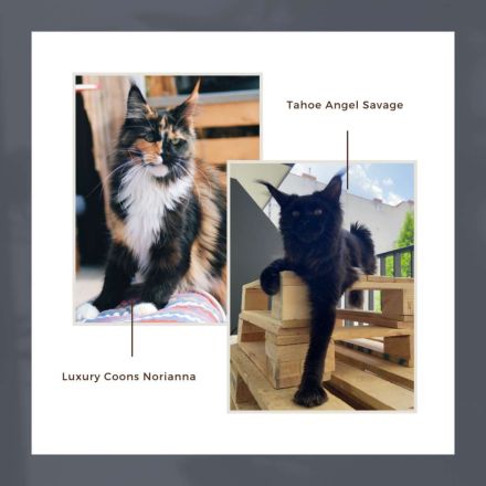 MaineHunter’s Constanze