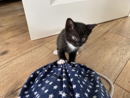 Britisch Kurzhaar Mix Kitten!!