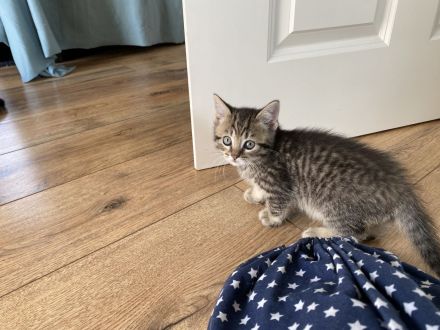 Britisch Kurzhaar Mix Kitten!!