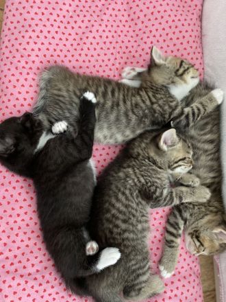 Britisch Kurzhaar Mix Kitten!!