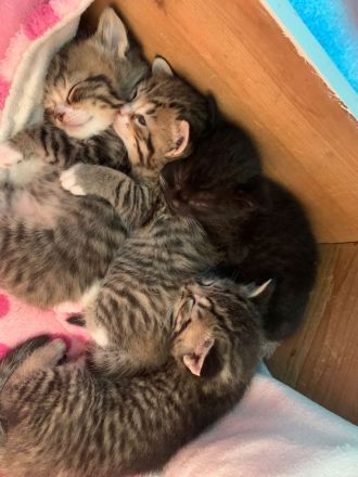 Britisch Kurzhaar Mix Kitten!!