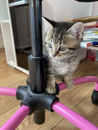 Britisch Kurzhaar Mix Kitten!!