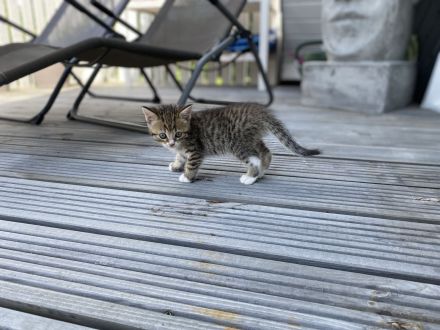 Britisch Kurzhaar Mix Kitten!!