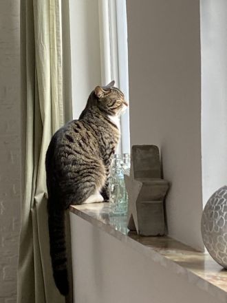 Britisch Kurzhaar Mix Kitten!!