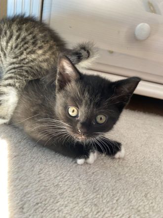 Britisch Kurzhaar Mix Kitten!!