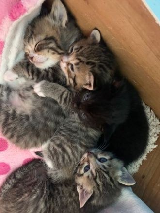 Britisch Kurzhaar Mix Kitten!!