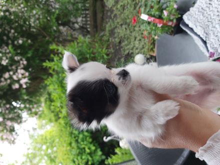 Mini chiwauwa welpen