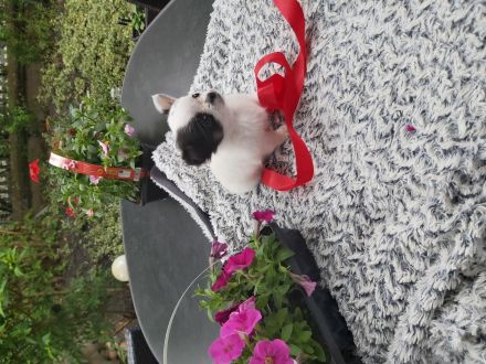 Mini chiwauwa welpen