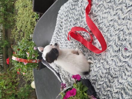 Mini chiwauwa welpen