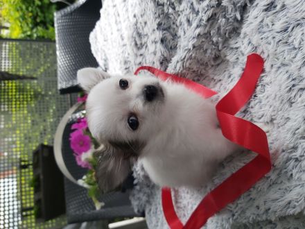 Mini chiwauwa welpen