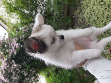 Mini chiwauwa welpen