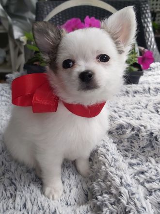 Mini chiwauwa welpen