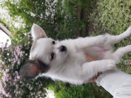 Mini chiwauwa welpen