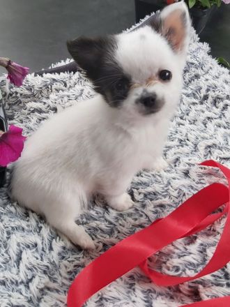 Mini chiwauwa welpen