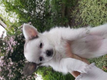 Mini chiwauwa welpen