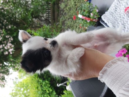 Mini chiwauwa welpen