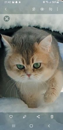 BKH Katerchen in black golden shell mit Stammbaum