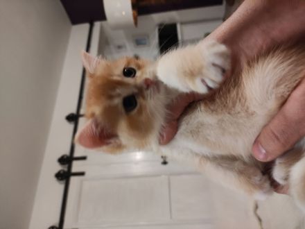 BKH Katerchen in black golden shell mit Stammbaum