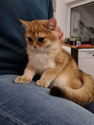 BKH Katerchen black golden shaded, Stammbaum