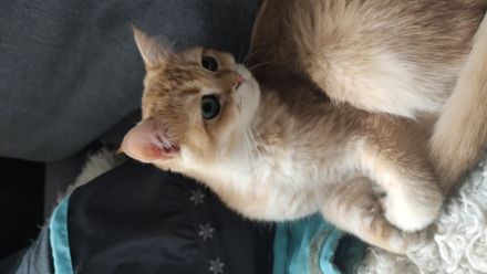 BKH Katerchen black golden shaded, Stammbaum