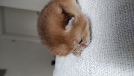 BKH Katerchen black golden shaded, Stammbaum