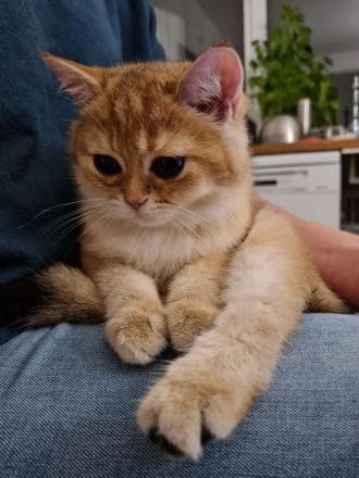 BKH Katerchen black golden shaded, Stammbaum