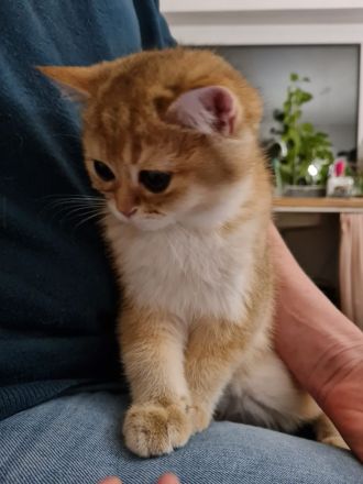 BKH Katerchen black golden shaded, Stammbaum