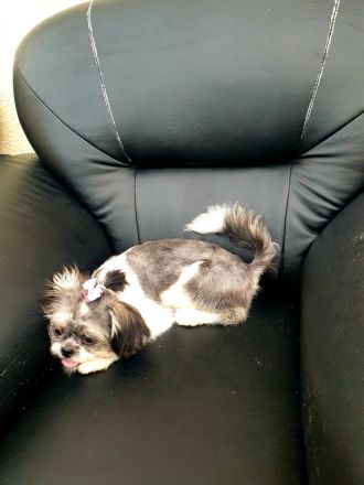 Shih Tzu. Reinrassige Rasse. Mädchen