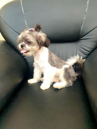 Shih Tzu. Reinrassige Rasse. Mädchen
