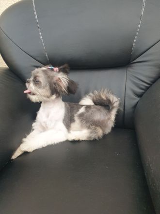 Shih Tzu. Reinrassige Rasse. Mädchen