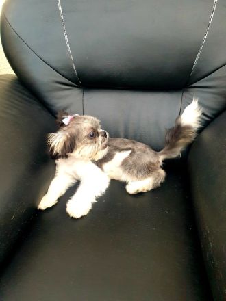 Shih Tzu. Reinrassige Rasse. Mädchen