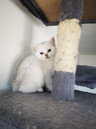 Wunderschöne Kitten