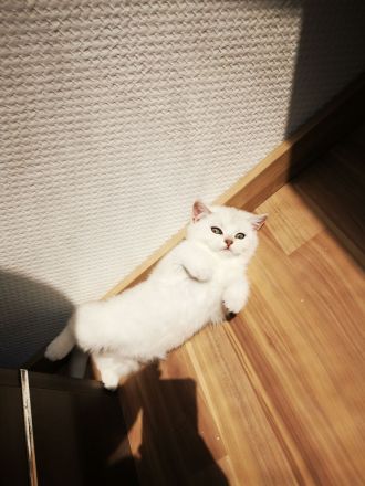 Wunderschöne Kitten