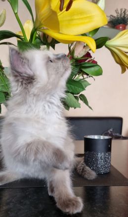 Ragdoll Kitten mit Stammbaum